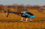 Вертолет на радиоуправлении Blade 300 CFX