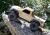 Радиоуправляемая машина TRAXXAS TRX-4 1:10 Sport 4WD Scale Crawler TAN