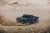 Шорт-корс ARRMA Senton BLX185 4WD 6S 1/8 (2018)